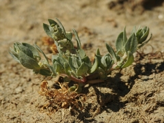 Atriplex coronata vallicola