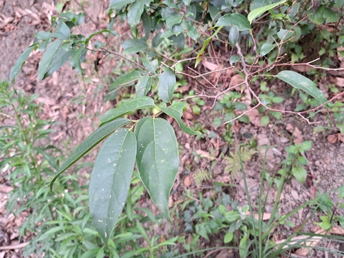 Nilgiri elm (Celtis tetrandra)