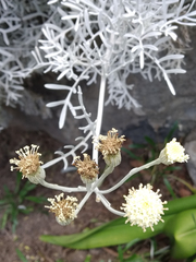 Senecio leucostachys