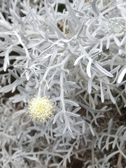 Senecio leucostachys