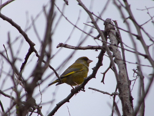 Avistamiento Chloris chloris
