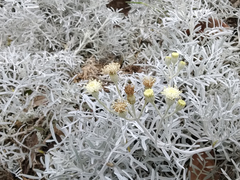 Senecio leucostachys