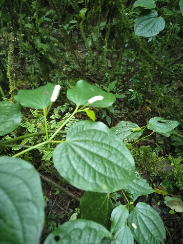 Piper capense, photograph 5