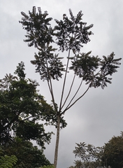 Polyscias fulva