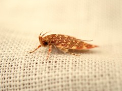 Syringoseca rhodoxantha