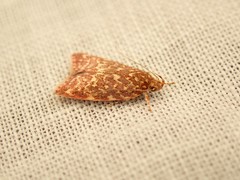 Syringoseca rhodoxantha