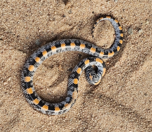 Spotted Wolf Snake