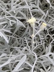 Senecio leucostachys