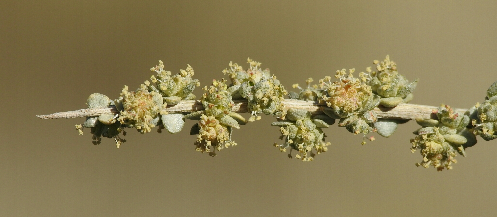 Atriplex spinifera