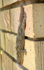 Homopholis walbergii