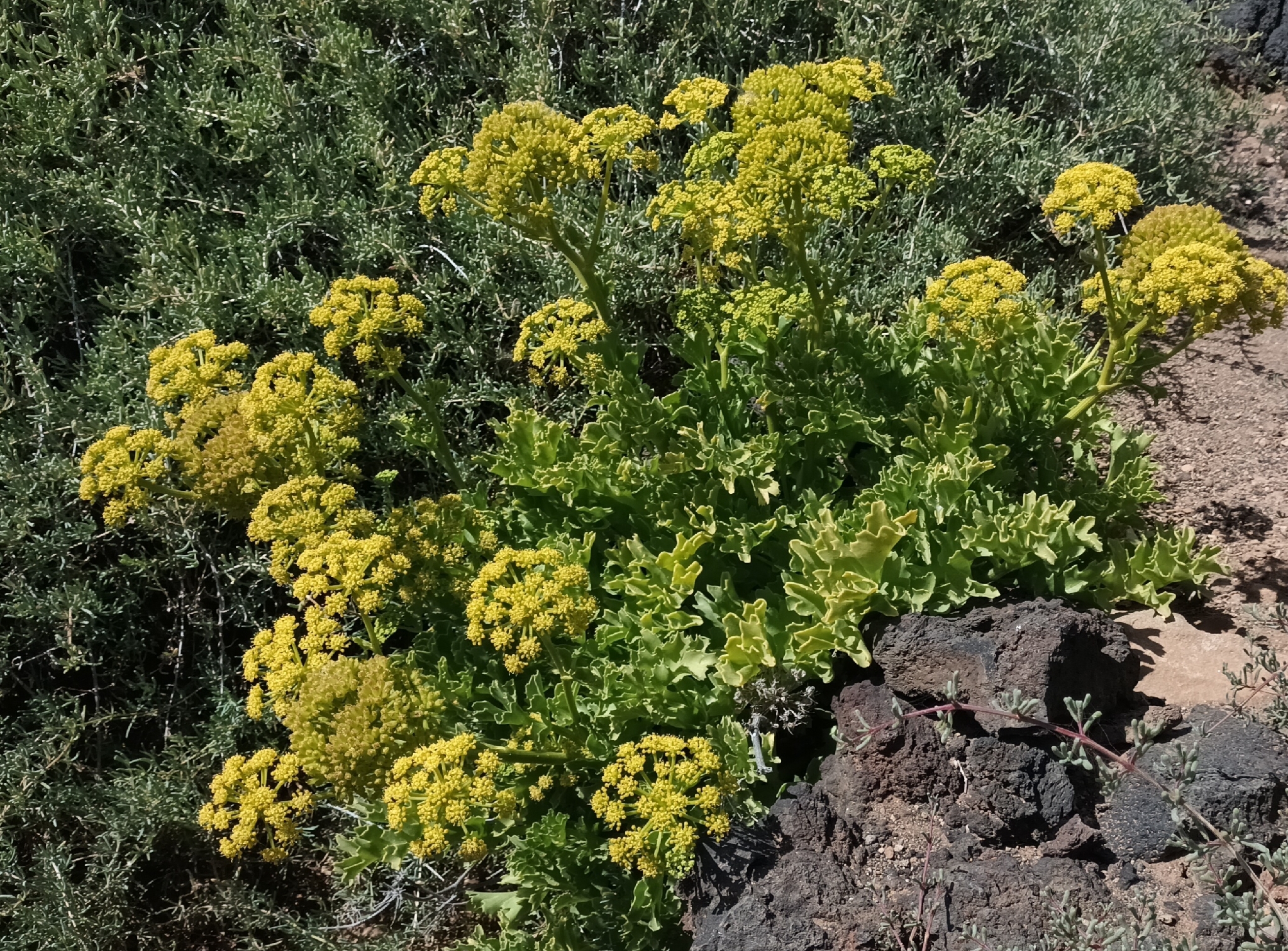 Astydamia latifolia