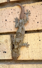 Homopholis walbergii