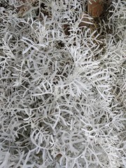 Senecio leucostachys