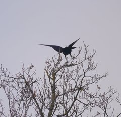 Corvus corone corone