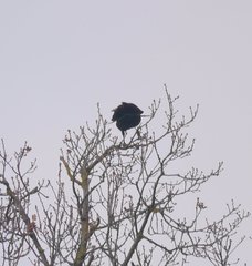Corvus corone corone