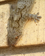 Homopholis walbergii