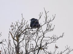 Corvus corone corone