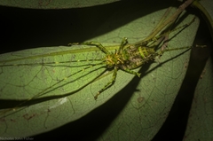 Phricta aberrans