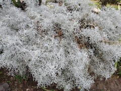 Senecio leucostachys