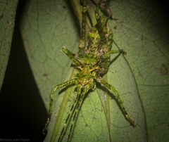 Phricta aberrans