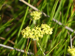 Lomatium caruifolium caruifolium
