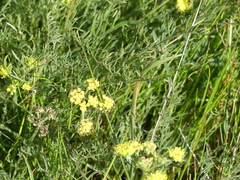Lomatium caruifolium caruifolium