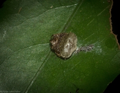 Arkys speechleyi