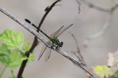 Erpetogomphus