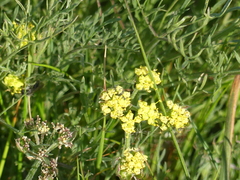 Lomatium caruifolium caruifolium