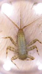 Maccaffertium mediopunctatum