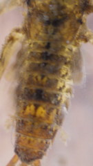 Maccaffertium mediopunctatum