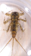 Maccaffertium mediopunctatum