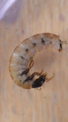 Glossosoma nigrior
