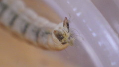 Glossosoma nigrior