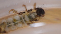 Glossosoma nigrior