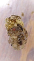 Glossosoma nigrior