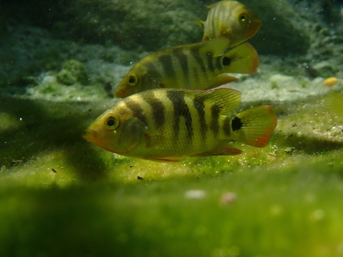Mayaheros urophthalmus
