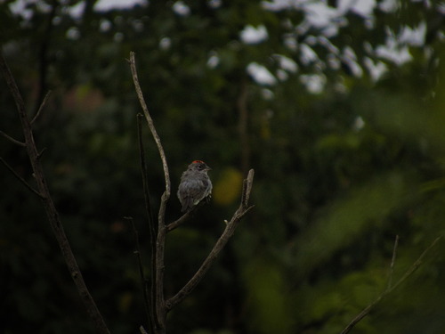 Grey Pileated Finch (Coryphospingus pileatus), photo 7