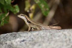Leiocephalus macropus