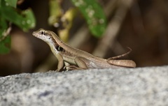 Leiocephalus macropus