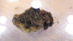 Glossosoma