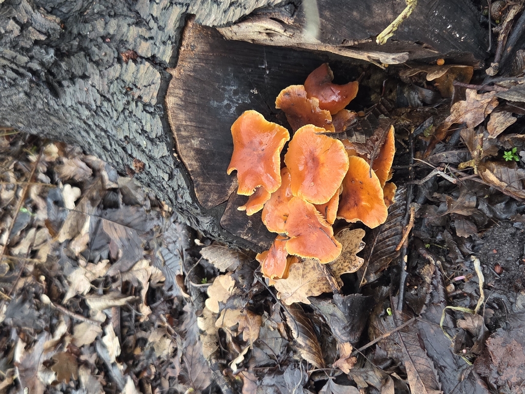 Flammulina velutipes · March 2026 · photo: © janekirkegaard (iNaturalist, cc0)