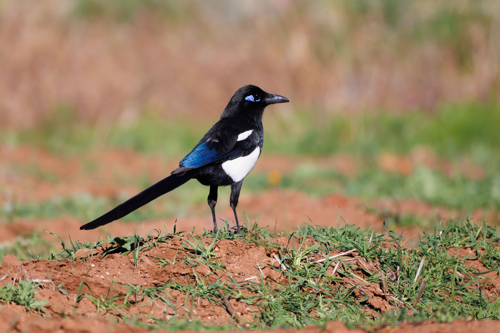 Maghreb Magpie (Pica mauritanica), photo 3