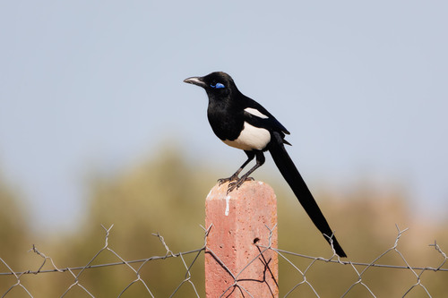 Maghreb Magpie (Pica mauritanica), photo 6