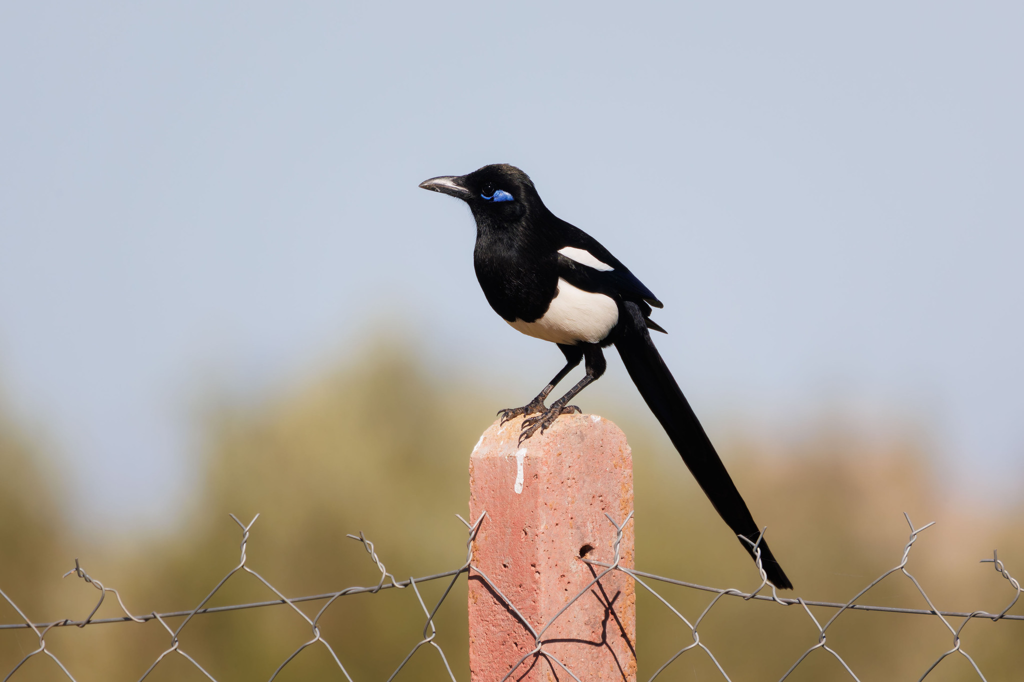 Maghreb Magpie (Pica mauritanica), photo 4