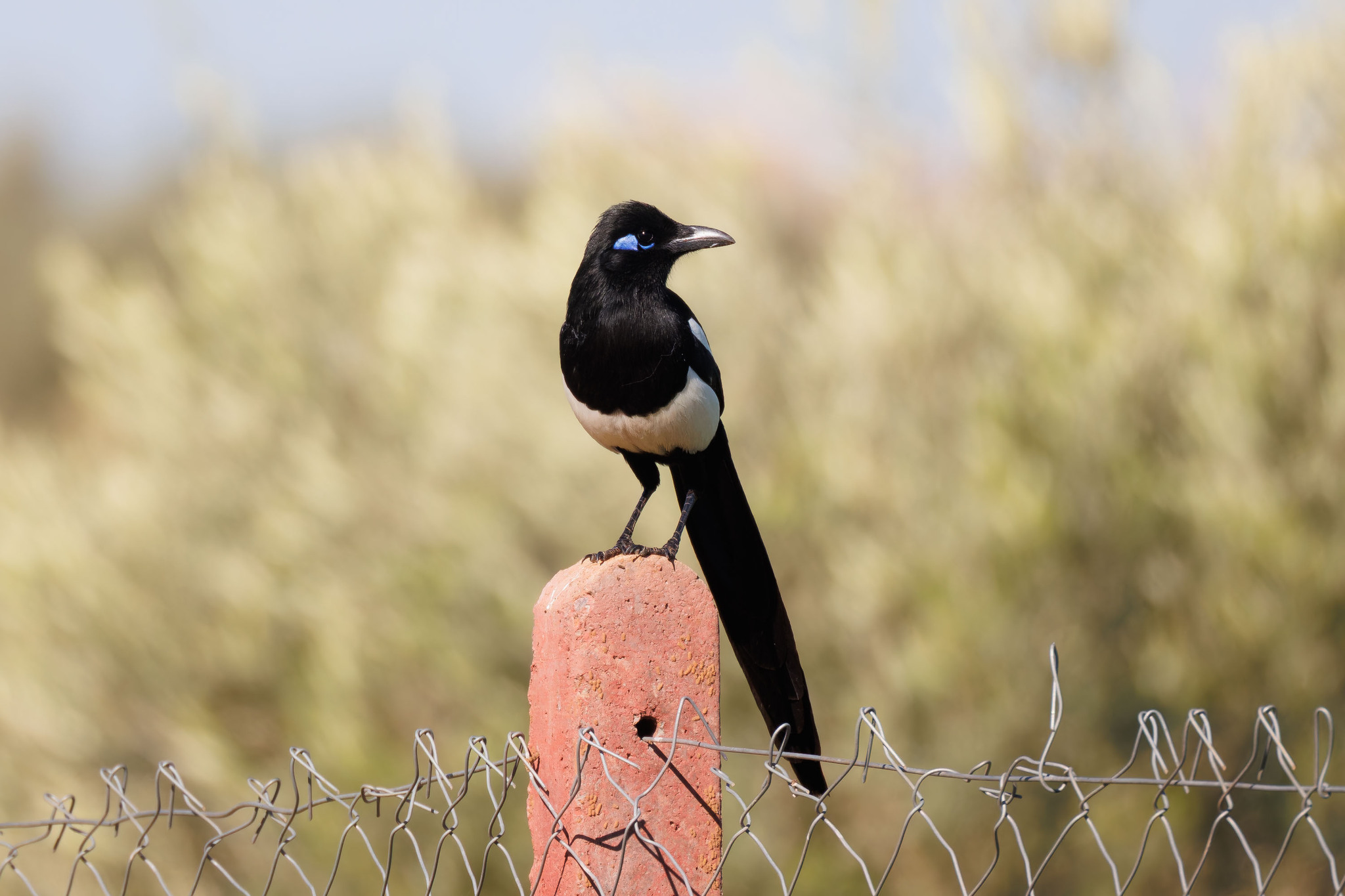 Maghreb Magpie (Pica mauritanica), photo 8