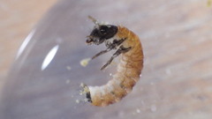 Glossosoma