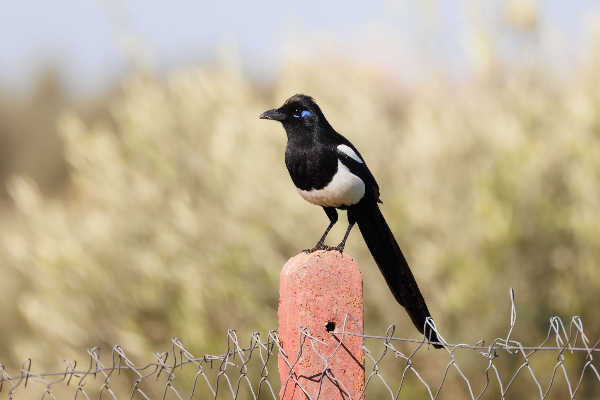 Maghreb Magpie (Pica mauritanica), photo 9
