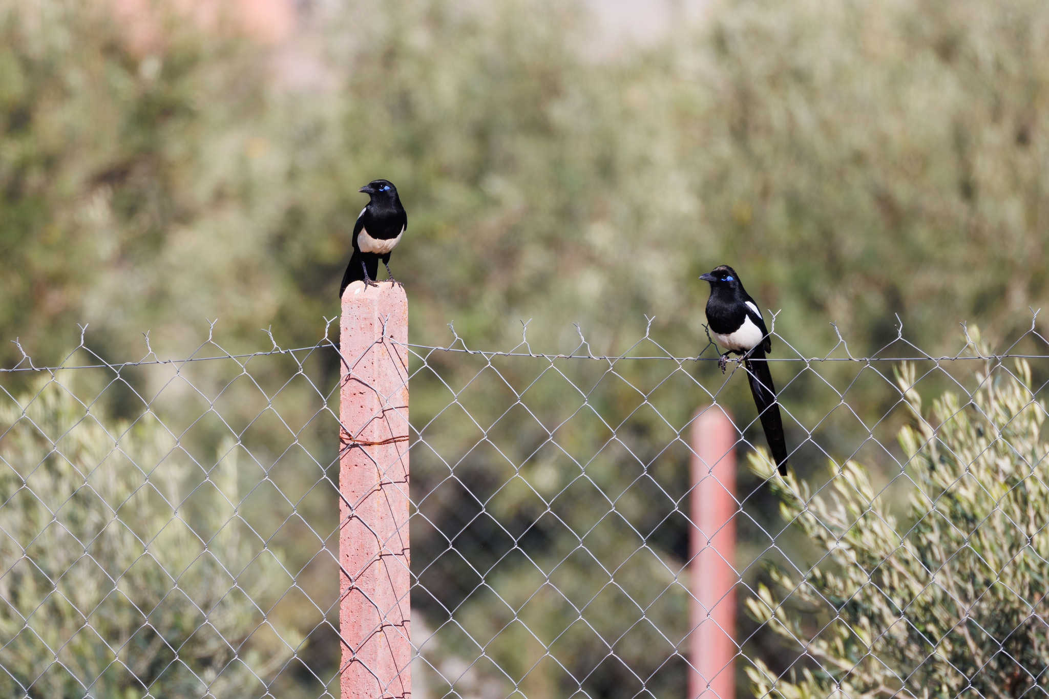 Maghreb Magpie (Pica mauritanica), photo 10