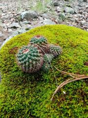 Mammillaria scrippsiana